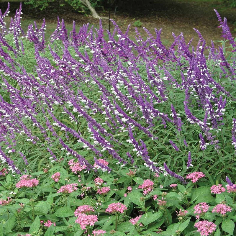 Mexican Bush Sage Shrub