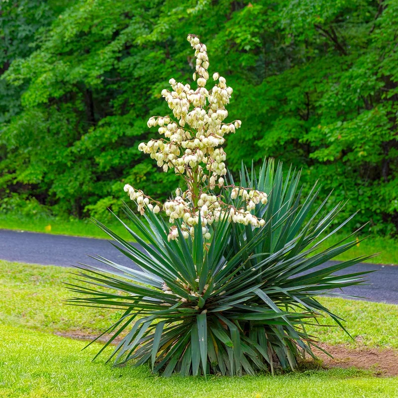 Pendula Yucca Plant