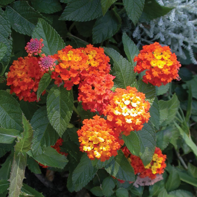 Confetti Lantana Shrub