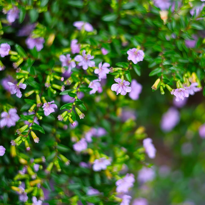 Mexican Heather Shrub