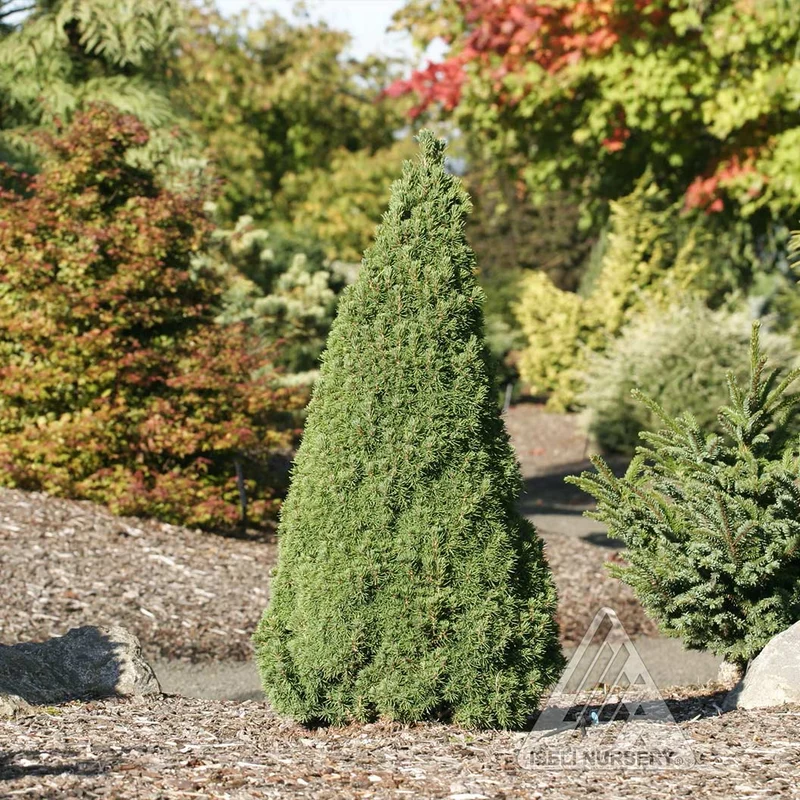 Iseli® Jean's Dilly® Spruce Tree