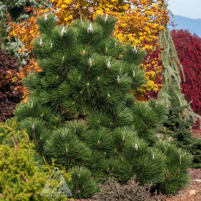 Thunderhead Pine Tree