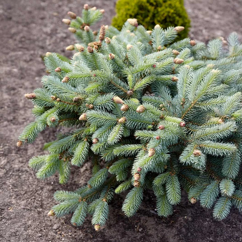 Hermann Naue Spruce Tree