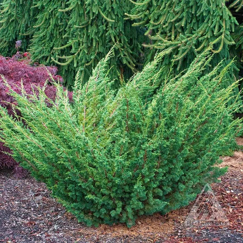 Shimpaku Juniper Tree