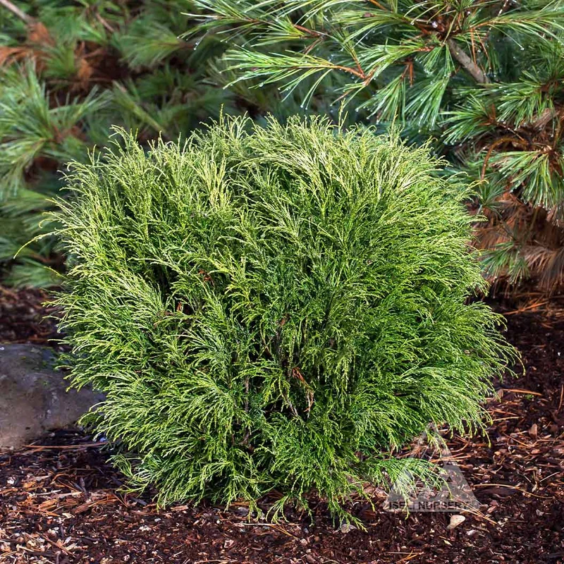 Angel Hair Cypress Tree