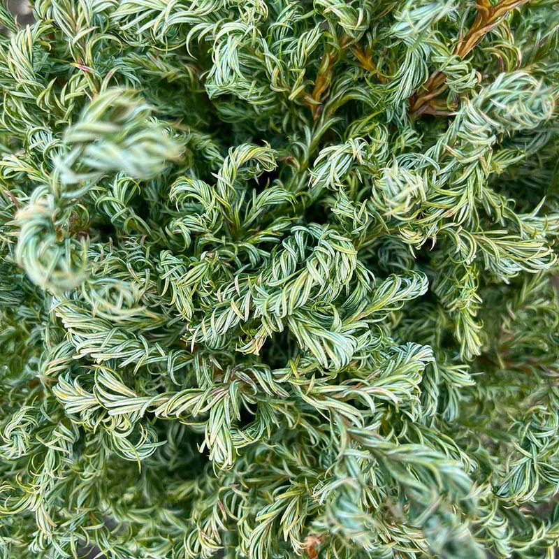 Curly Tops Cypress Tree