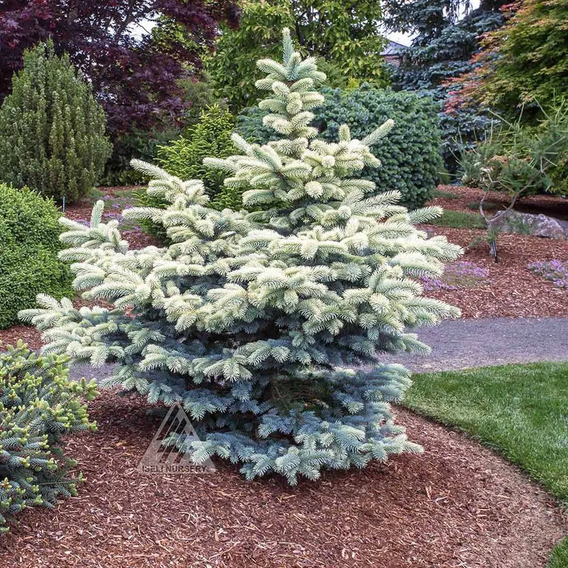 Niemetz Spruce Tree