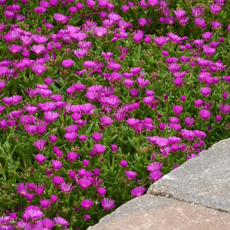 Proven Winners® Ocean Sunset™ Violet Flare Ice Plant