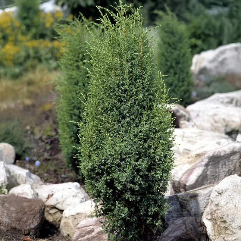 Miniature Juniper Plant