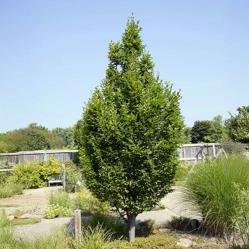 Franz Fountain Hornbeam Tree