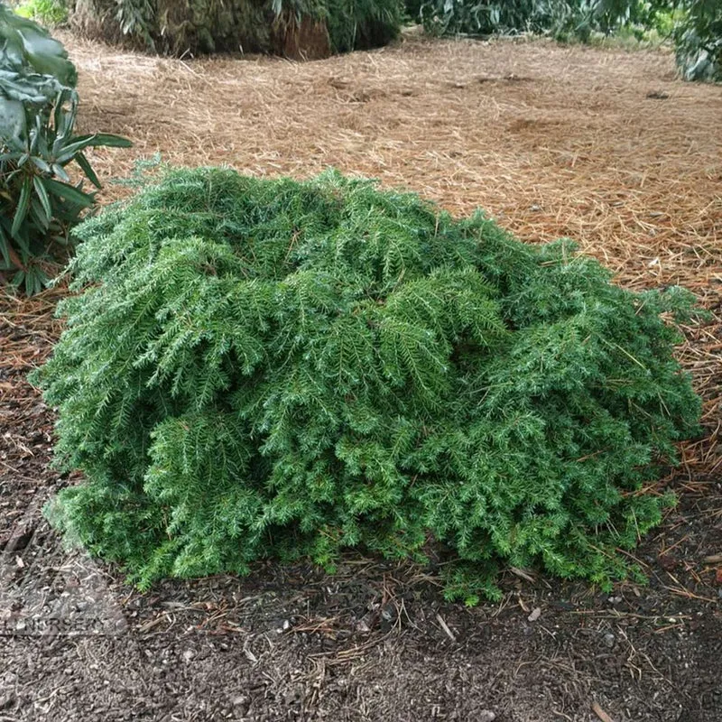 Jeddeloh Canadian Hemlock Shrub