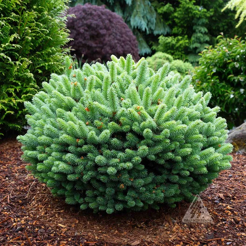 Iseli® Roundabout Spruce Shrub