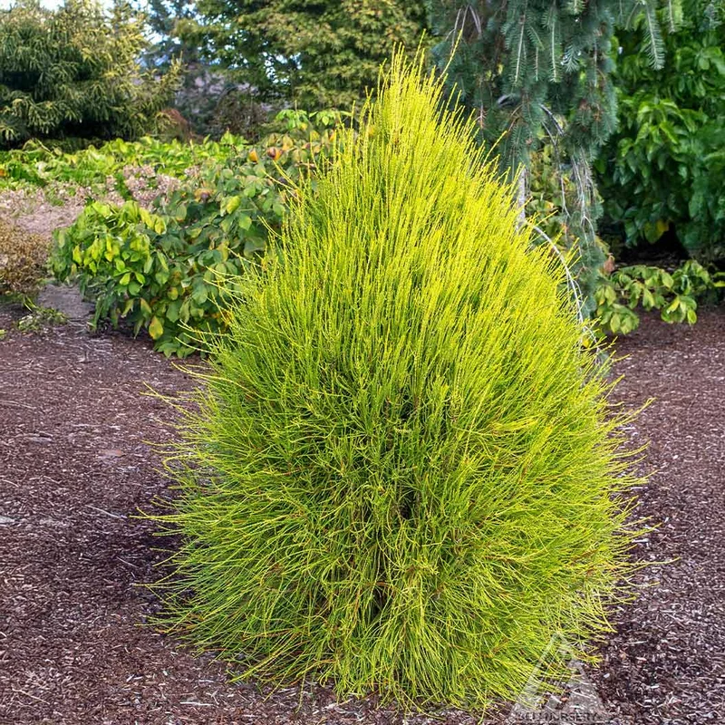 Franky Boy Chinese Arborvitae Plant