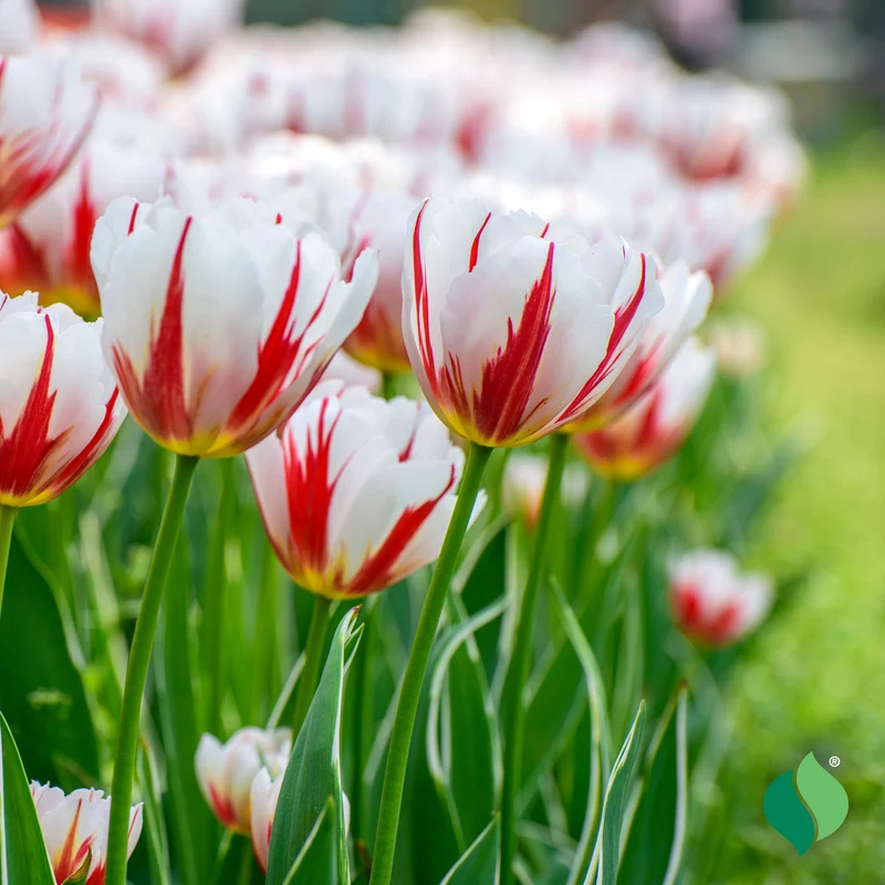 Carnival De Rio Tulip Bulbs