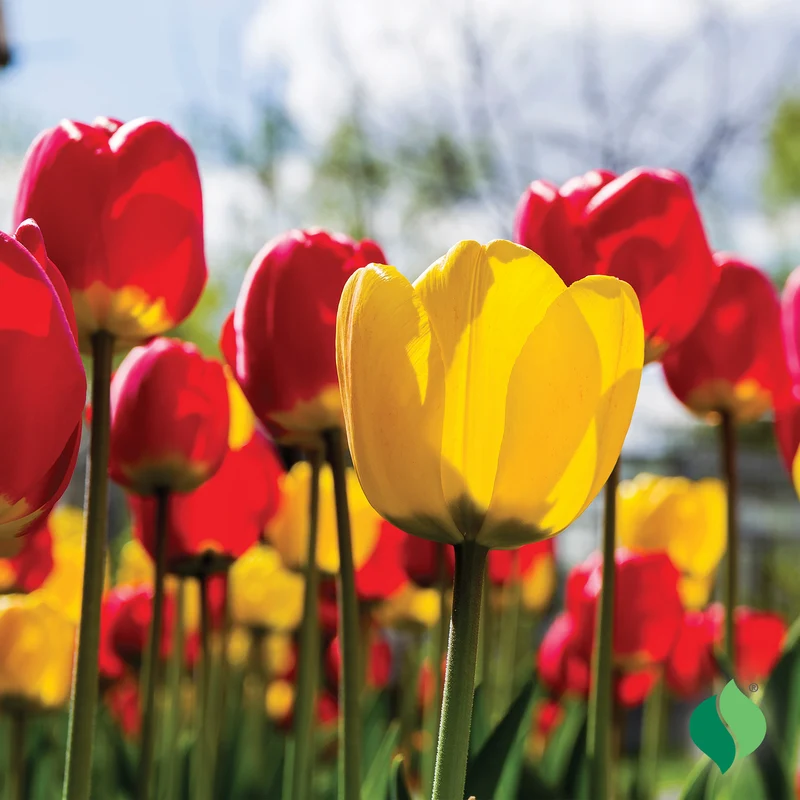 Classic Mix Tulip Bulbs