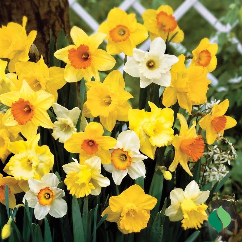Large Cup Mix Daffodil Bulbs