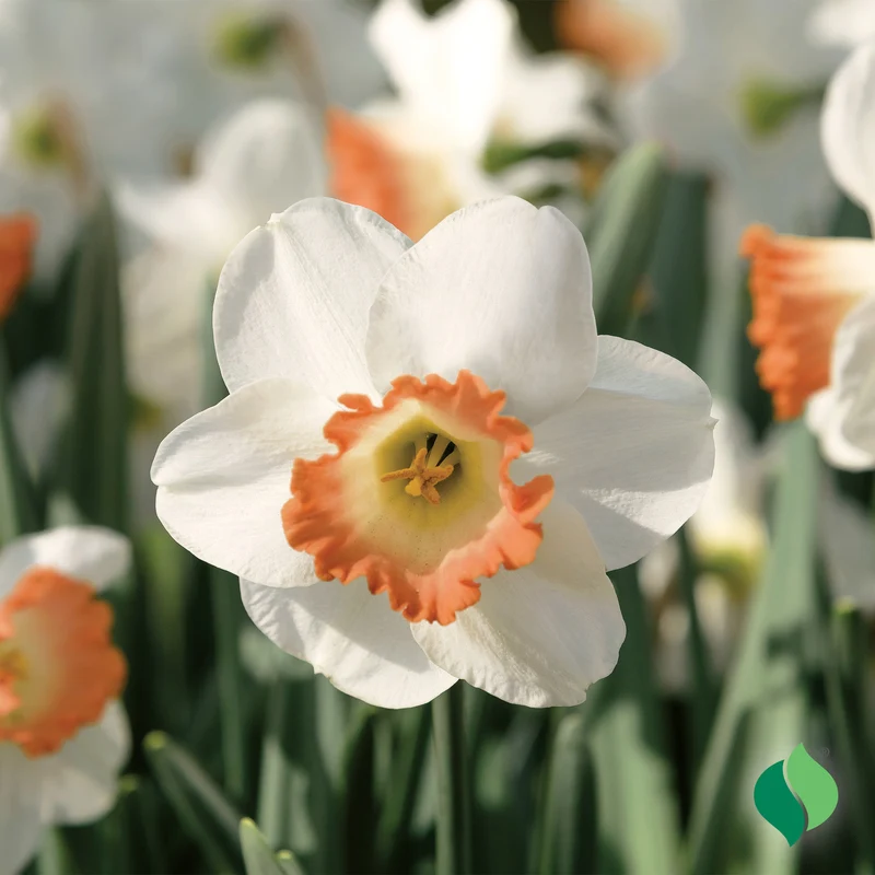 Salome Daffodil Bulbs