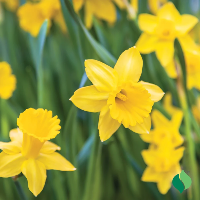 Dutch Master Daffodil Bulbs