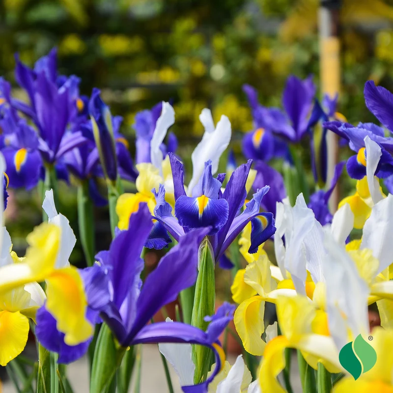 Dutch Iris Mix Bulbs