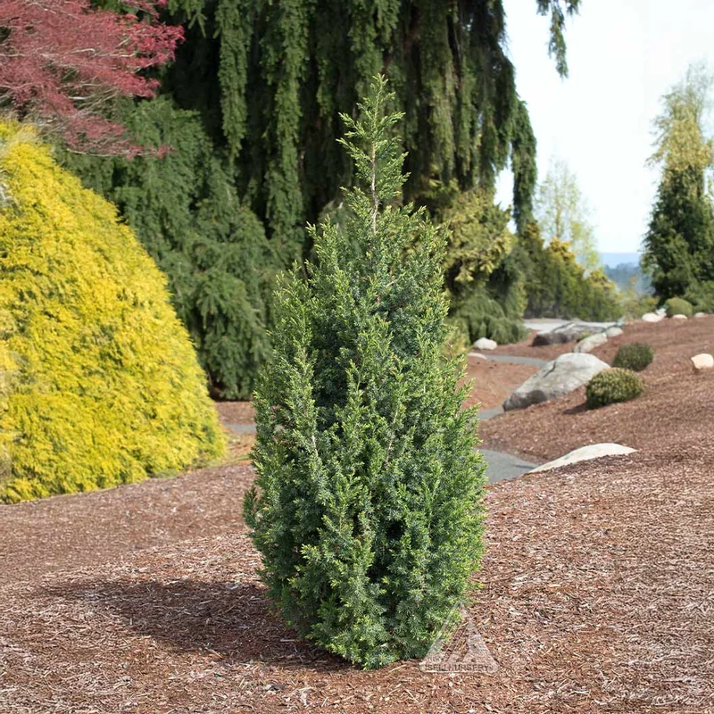 Star Power® Juniper Tree