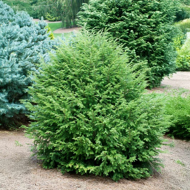 Minikin Japanese Hemlock Shrub