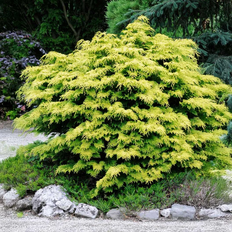 Kerdalo Cypress Shrub