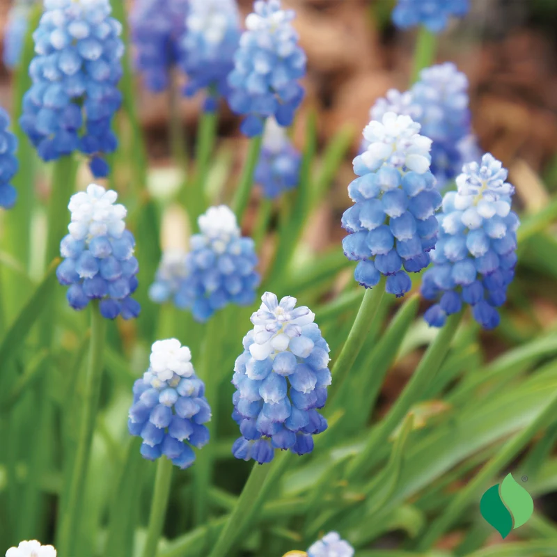 Delft Blue Mix Hyacinth Plant