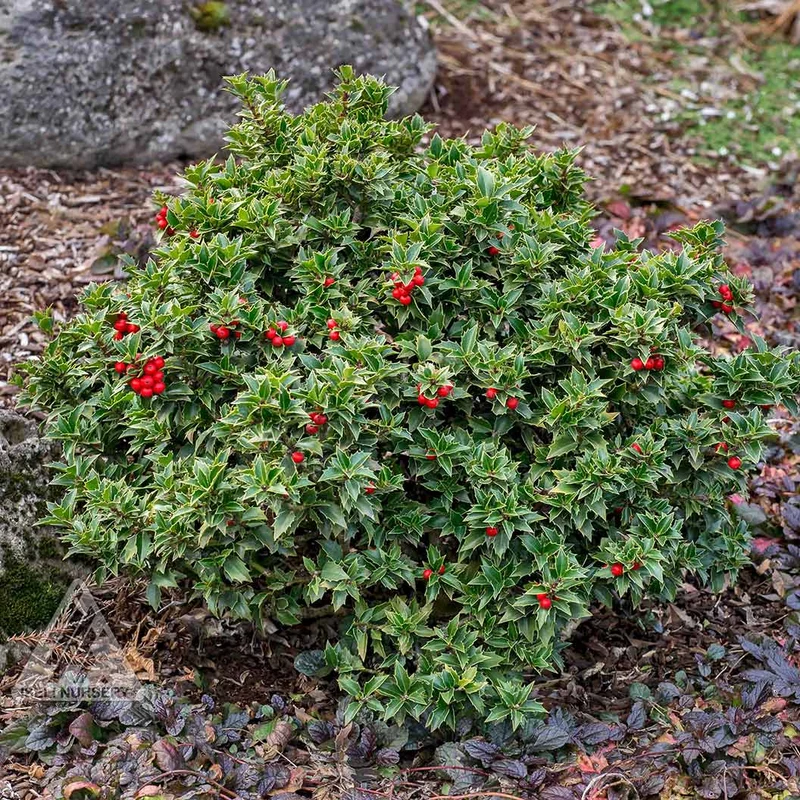 Rock Garden Holly Bush