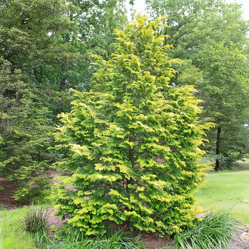 Goldilocks Cypress Tree