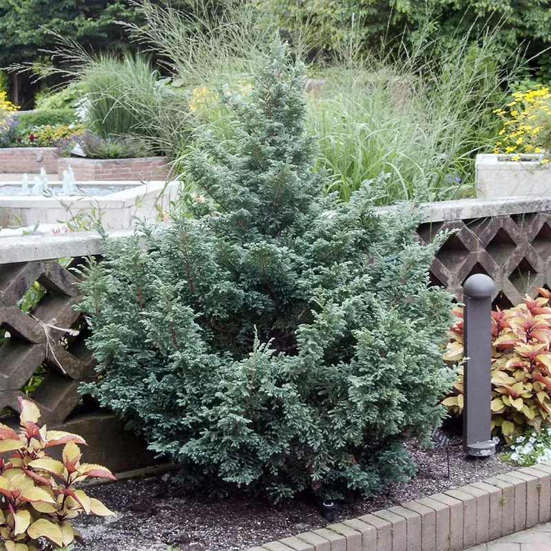 Boulevard Cypress Tree
