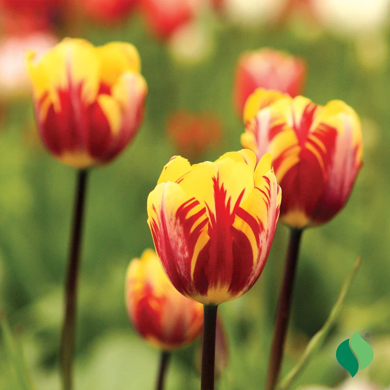 Mickey Mouse Tulip Bulbs