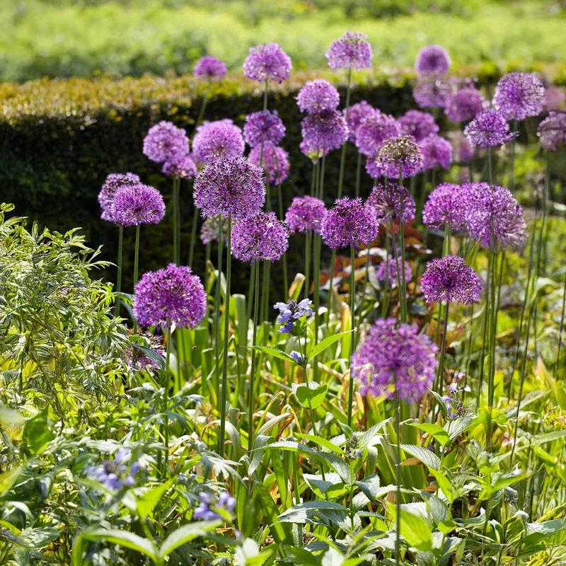 Purple Sensation Allium Bulbs