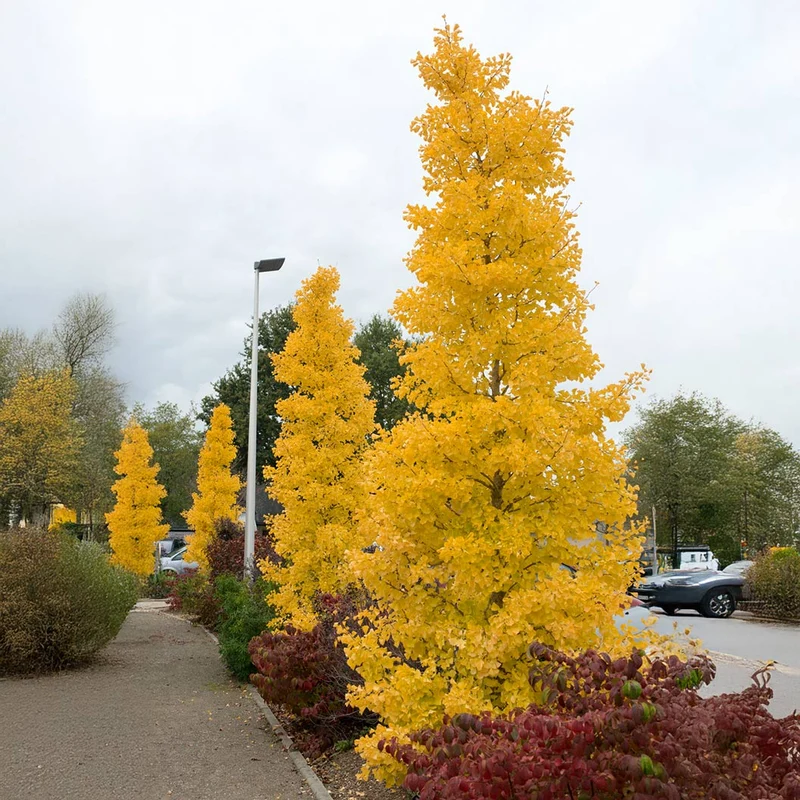 Grindstone Ginkgo Tree