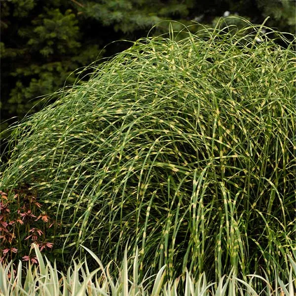 Little Zebra Miscanthus Maiden Grass