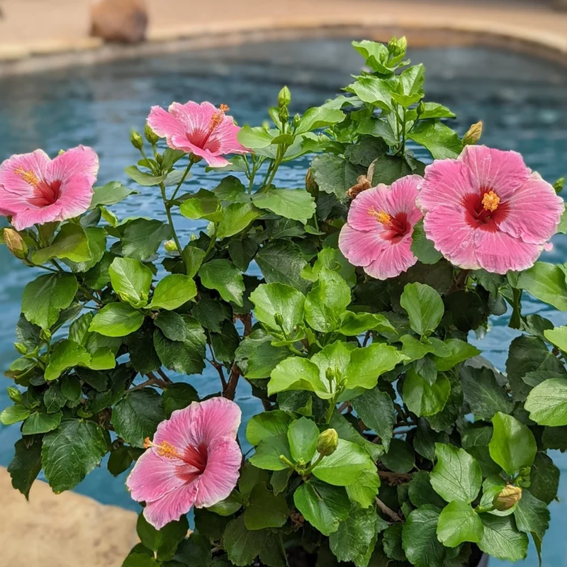 Proven Winners® Hollywood Hibiscus® America’s Sweetheart™ Tropical Hibiscus Plant