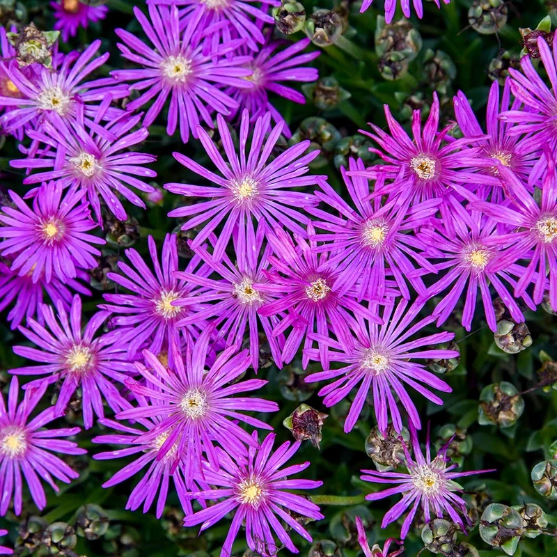 Delosperma Flashmob™ Electric Slide Ice Plant