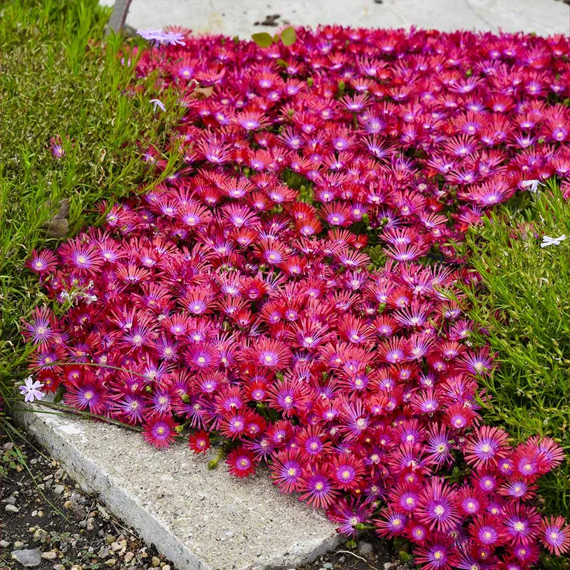 Delosperma Flashmob™ Action Shot Ice Plant