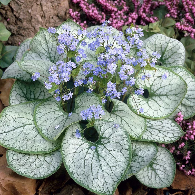 Proven Winners® Jack Frost Brunnera Plant