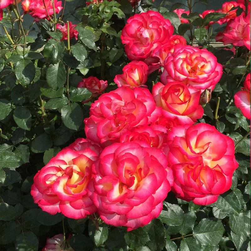 De Colores™ Rose Bush