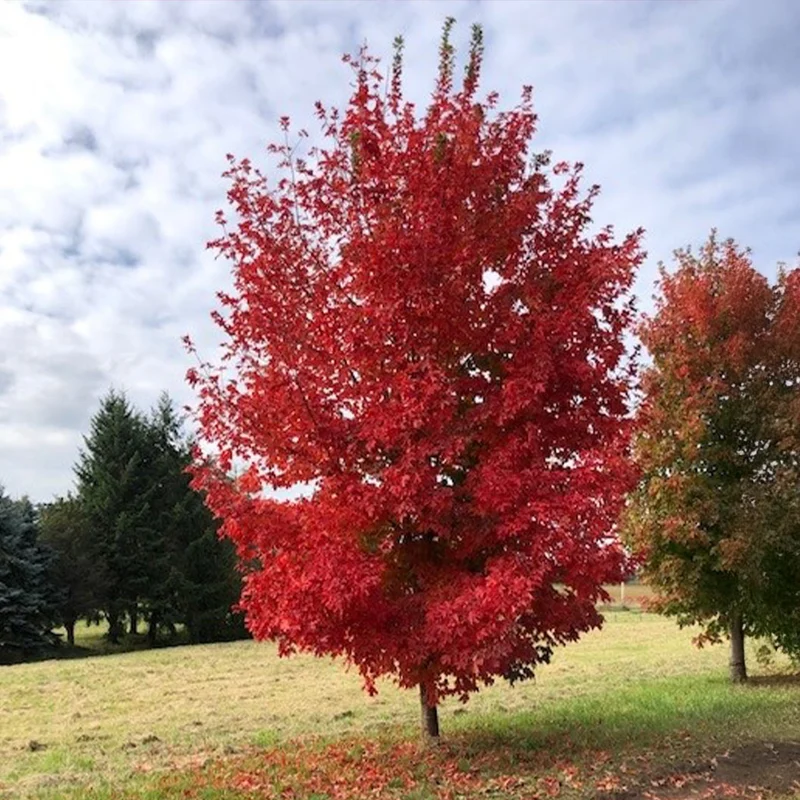 Highland Park® Maple Tree
