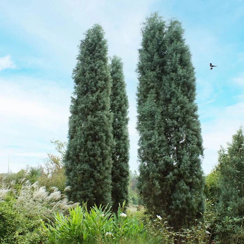 Blue Ice Arizona Cypress Tree