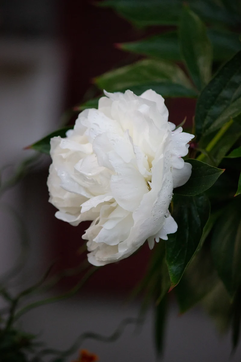 Paeonia lactiflora 'Shirley Temple', 2L, 2-pack