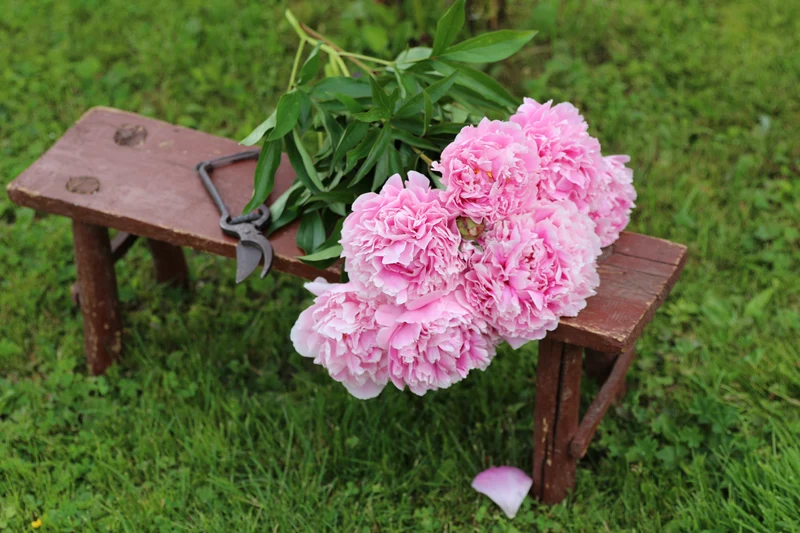 Paeonia lactiflora 'Sarah Bernhardt', 2L, 1-pack
