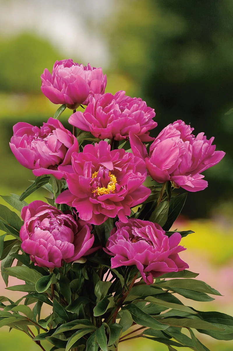 Paeonia lactiflora 'Karl Rosenfield', 2L, 2-pack