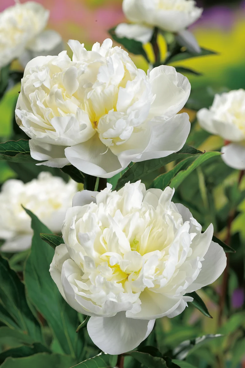 Paeonia lactiflora 'Duchesse de Nemours, 2L, 2-pack