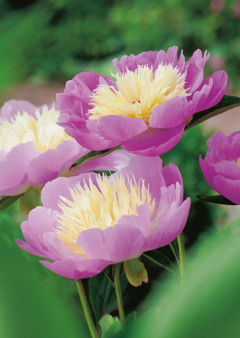 Paeonia lactiflora 'Bowl of Beauty', 2L, 2-pack