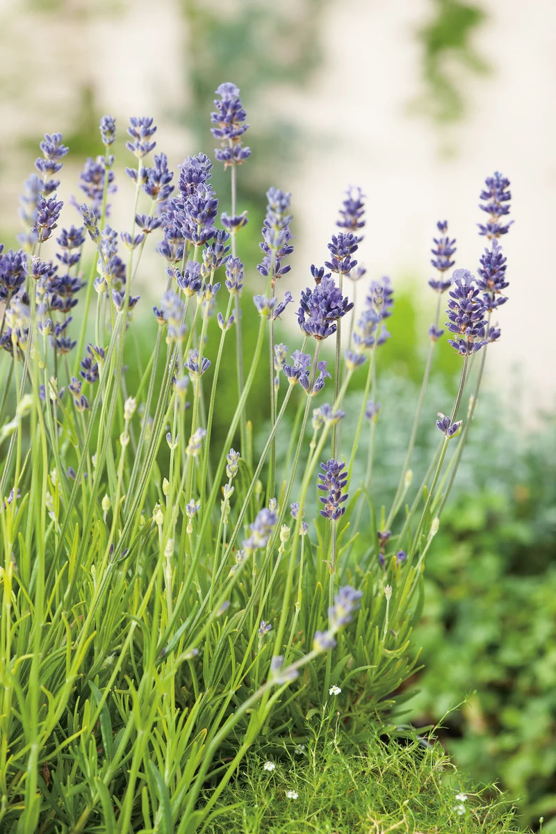 Lavandula angustifolia 'Munstead', 15-pack