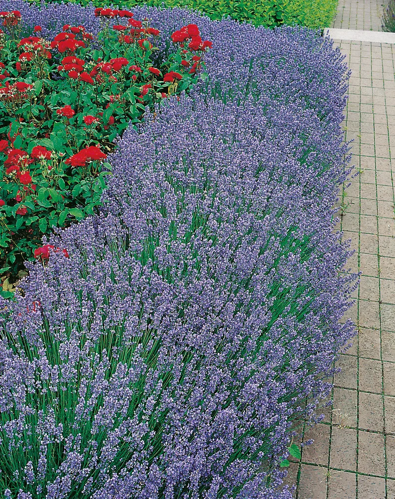 Lavandula angustifolia 'Hidcote', 2L, 1-pack