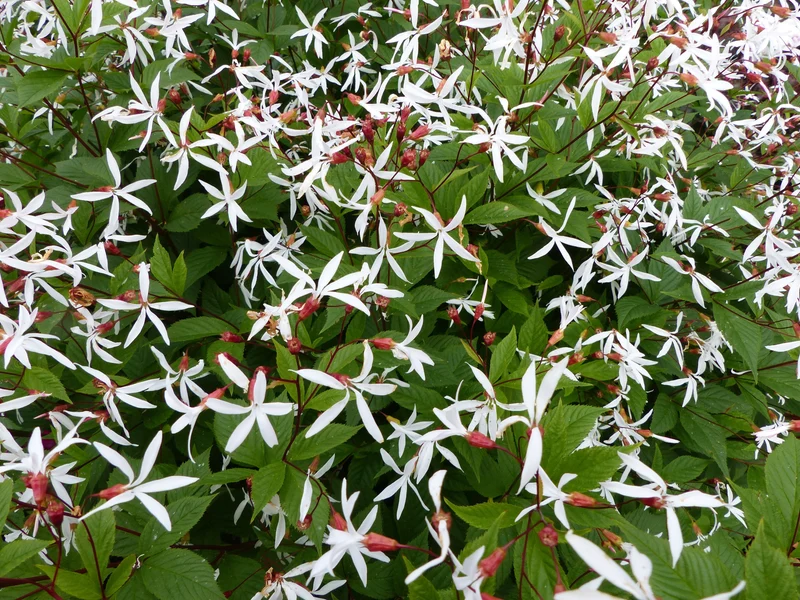 Gillenia trifoliata, 2L, 1-pack