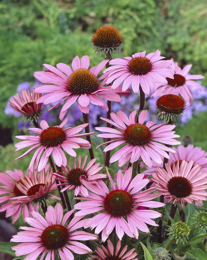 Echinacea purpurea 'Magnus', 2L, 2-pack